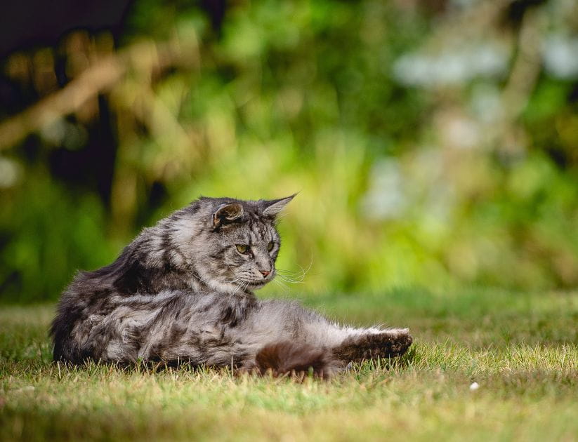 A relaxed grey cat is laying down in a sunny garden