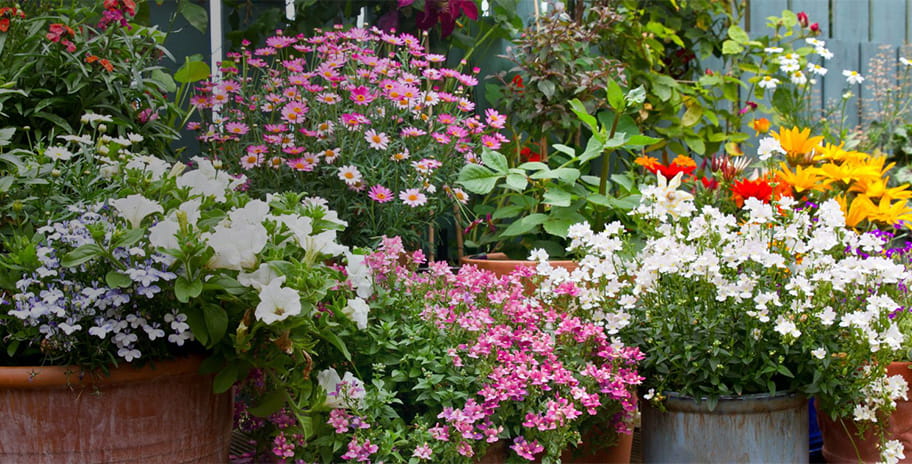 A colourful display of flowers in pots against a blue painted wooden fence