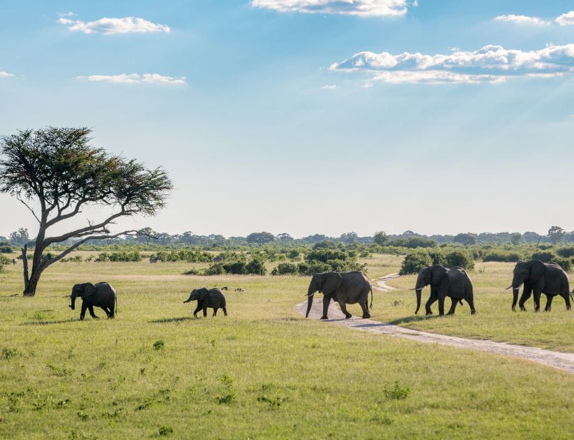 A family of elephants in Zimbabwe