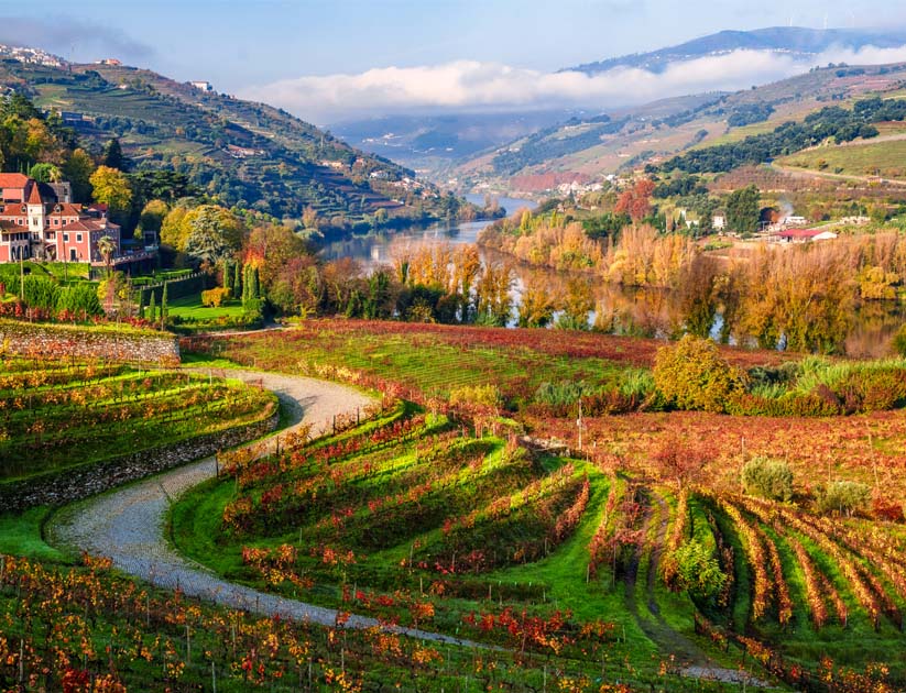 Vineyards in the famous Douro Valley