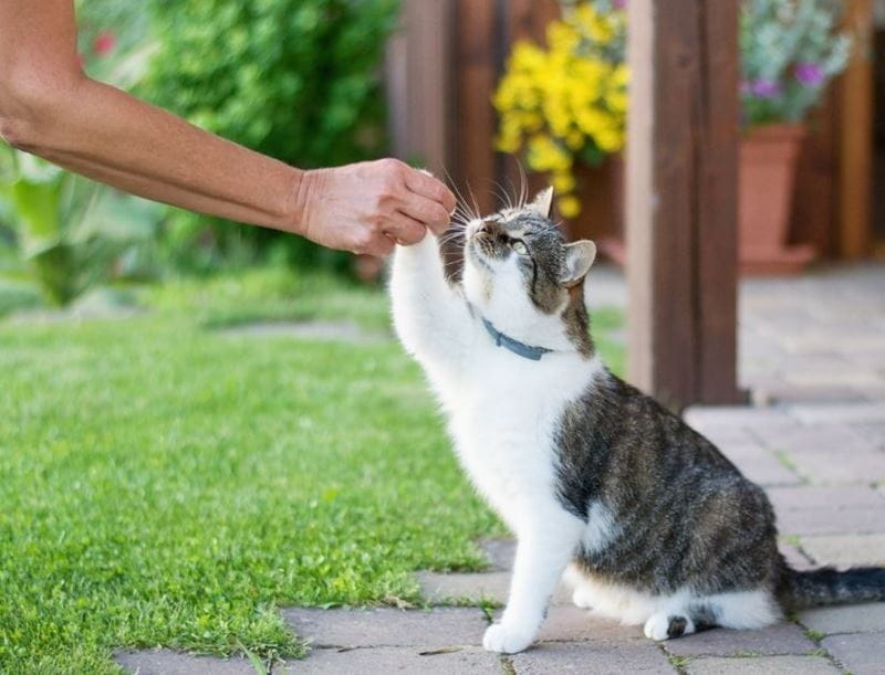 A woman high fives cat in the garden
