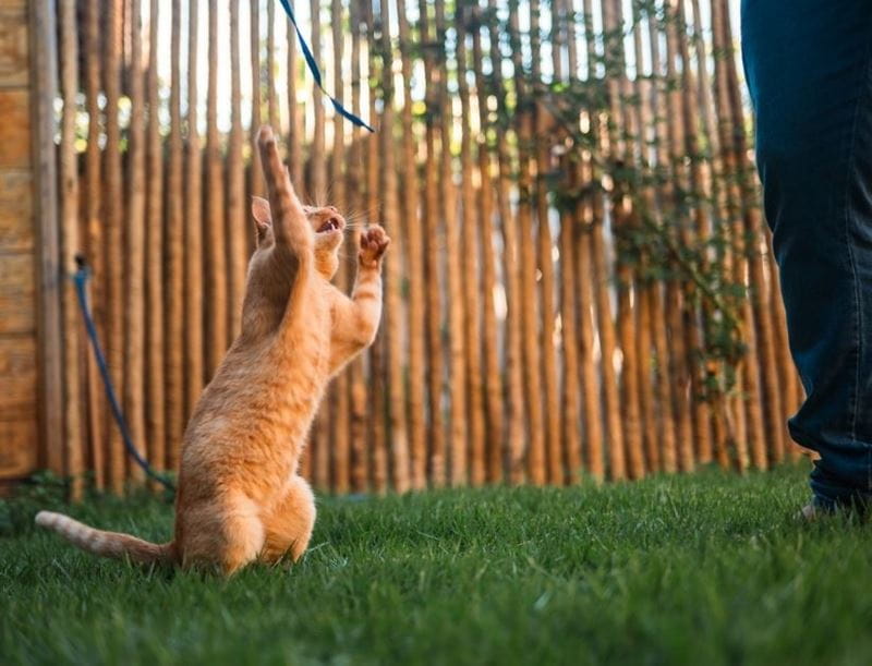Cat jumps to play with owner in garden