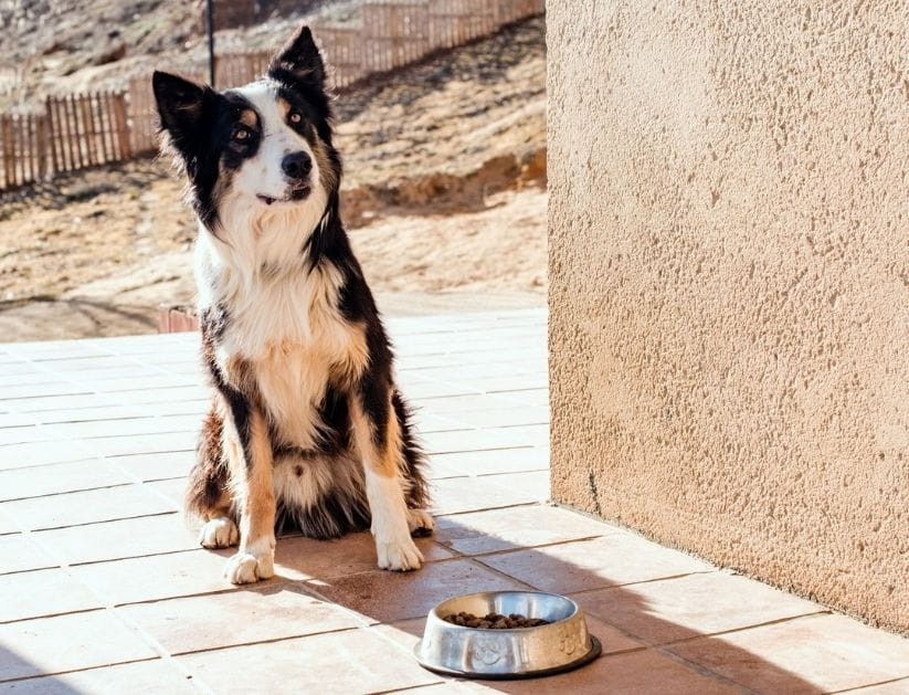 A border collie dog waits to eat his food from the bowl