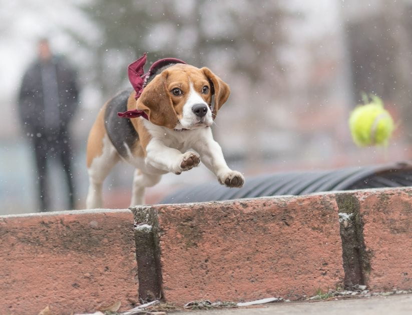 Dog jumping over fence to get ball
