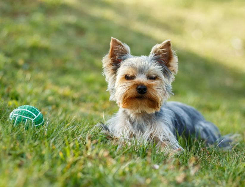 Dog sat next to a ball