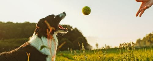 Dog about to catch a ball in their mouth
