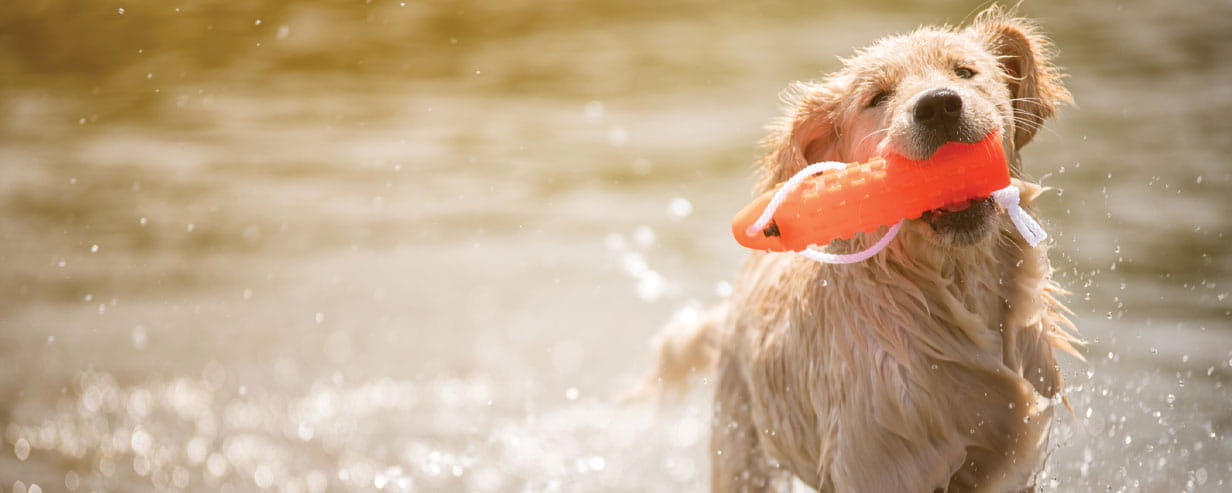 A golden retriever with an orange toy in its mouth playing in water with sunlight shining off the droplets