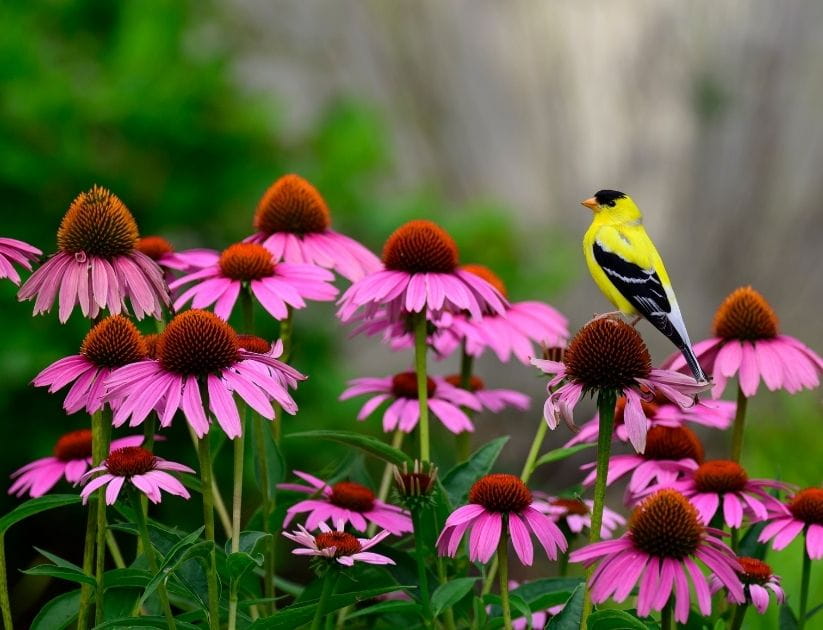 A bird on bright pink echinacea flowers