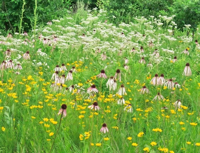 Prairie wildflowers during summer time, includes a coneflower and queen anne's lace