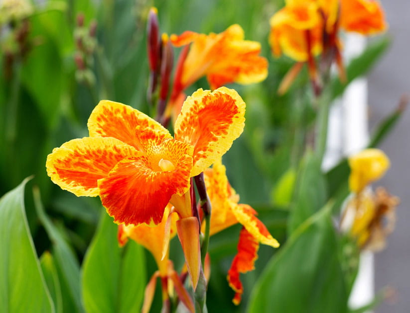 Beautiful canna flower with green leaves in the garden