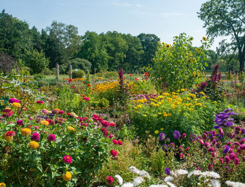 Flower show at the Botanical Garden of a northern European city in August: asters, zinnias, cannas, rudbeckias, dahlias and sunflowers displaying an array of colours