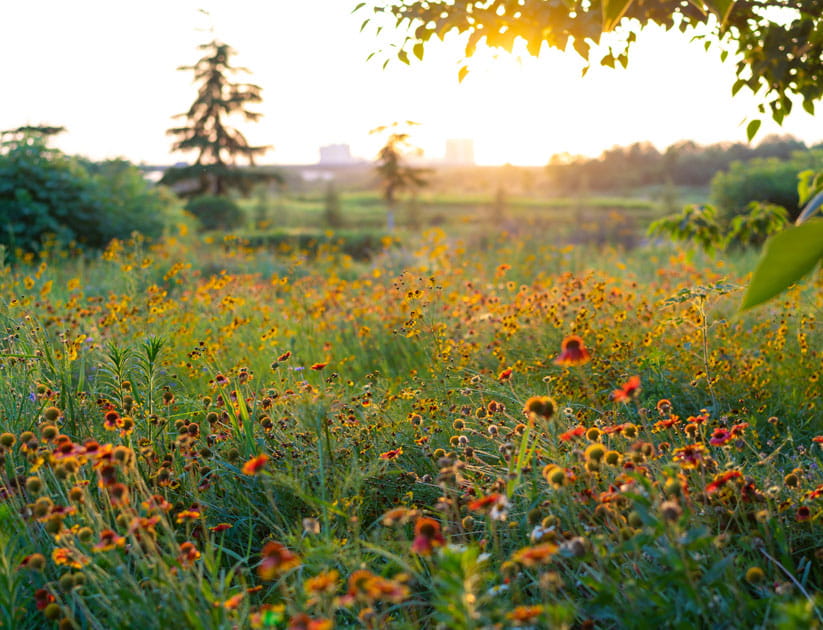 A meadow of flowers in the park