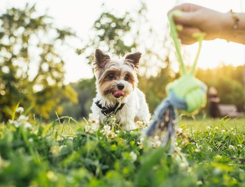  Woman with her cute Biewer Yorkshire-Terrier dog outdoors in summer