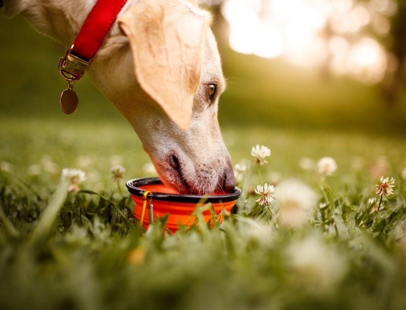  Dog at park drinking water out of a dog bowl
