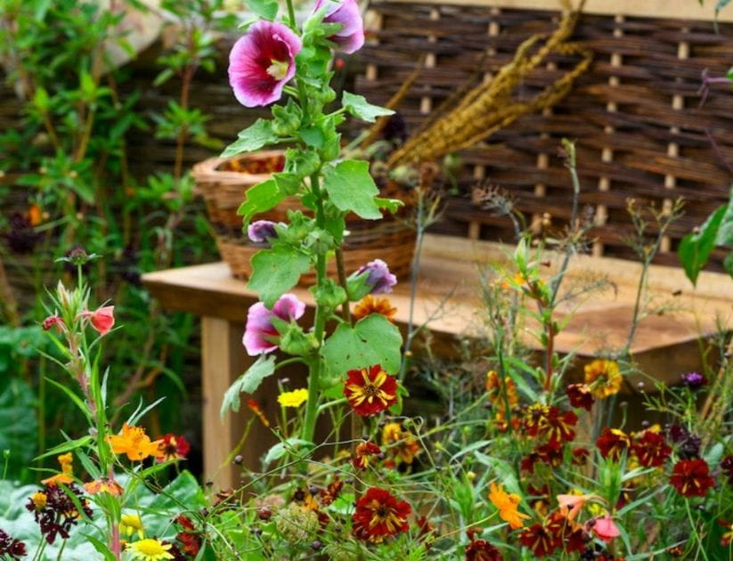 Picture of flowers in a garden