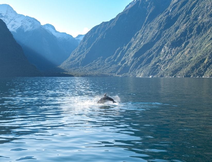 Bottlenose dolphins jump in the water in Milford Sound, New Zealand