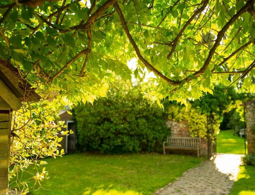 Shallow focus of lush foliage seen partially framing an entranceway