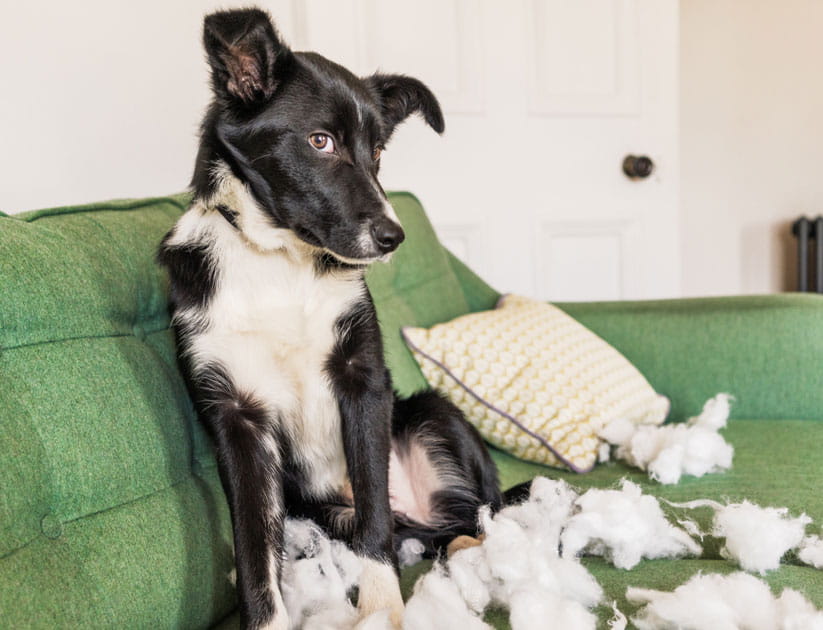 A cute border collie puppy, around six months old, sitting on the sofa after successfully tearing a cushion apart