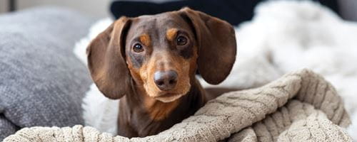 A low angle close up of a calm relaxed dacshund relaxing on the sofa and snuggled in a fluffy cozy blanket. The dog is looking into the camera with his head tilted to the side.