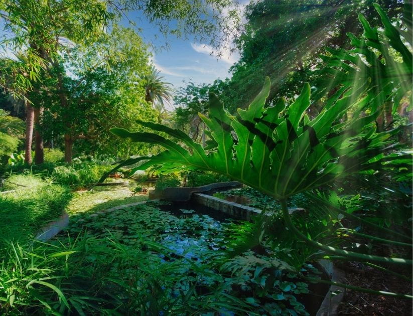 A landscape view of a tropical garden with a pond
