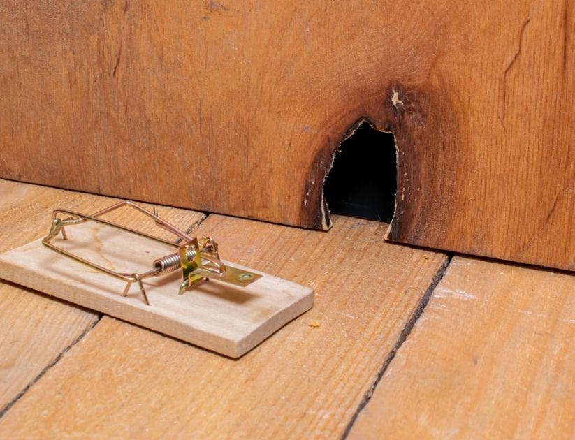 A hole from a mouse in the wall with a trap right next to it