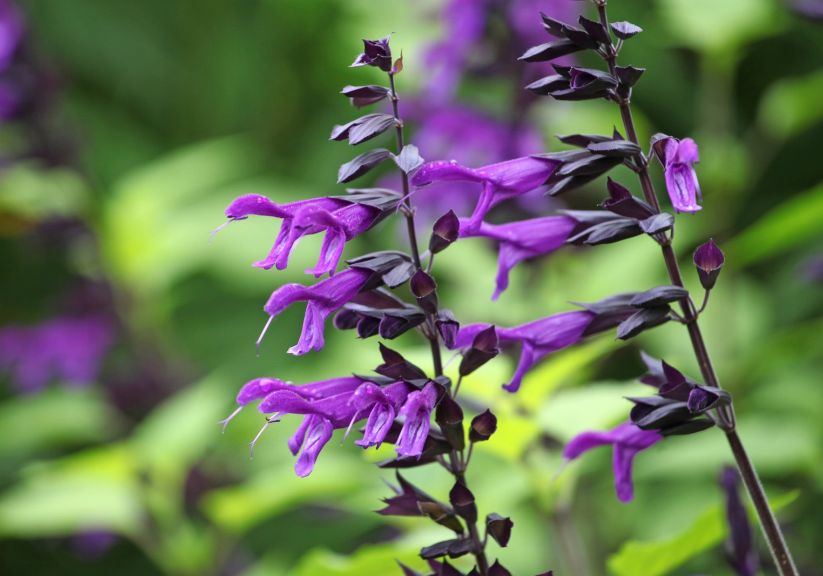 A close up of a Purple Salvia sage Amistad in flower