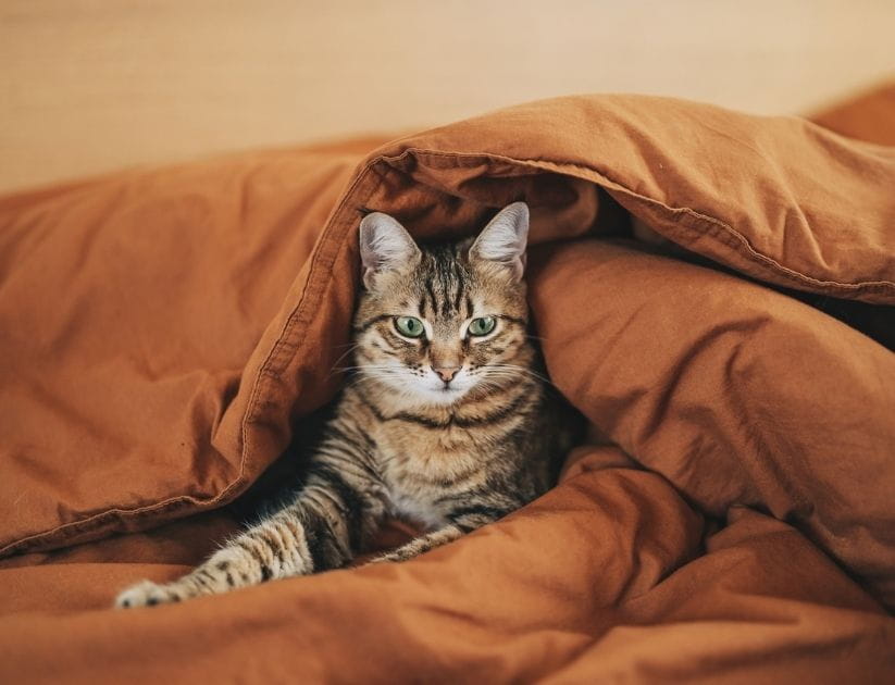 Ginger cat lying in bed under a blanket