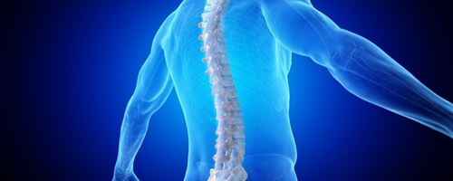 An illustration of a straight and healthy spine