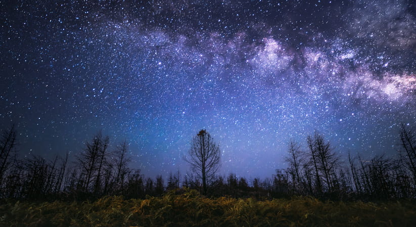 Stars can be seen in the night sky above a forest