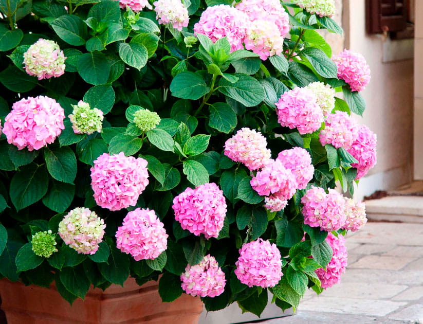 a hydrangea with pink flowers in a pot