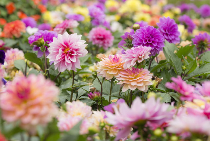 A field of dahlias in a variety of pink hues