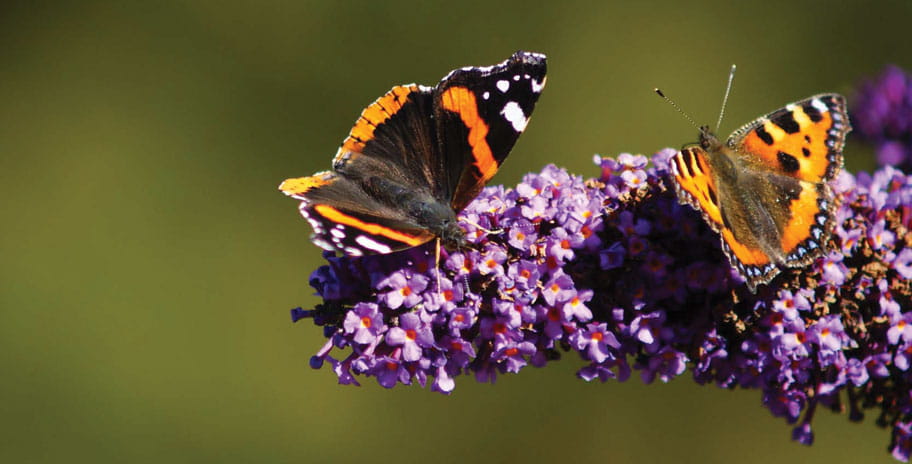 Two butterflies on a buddleia flower