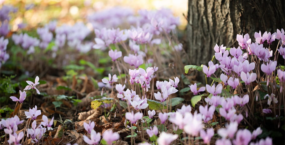 Pink Cyclamen growing next to a tree