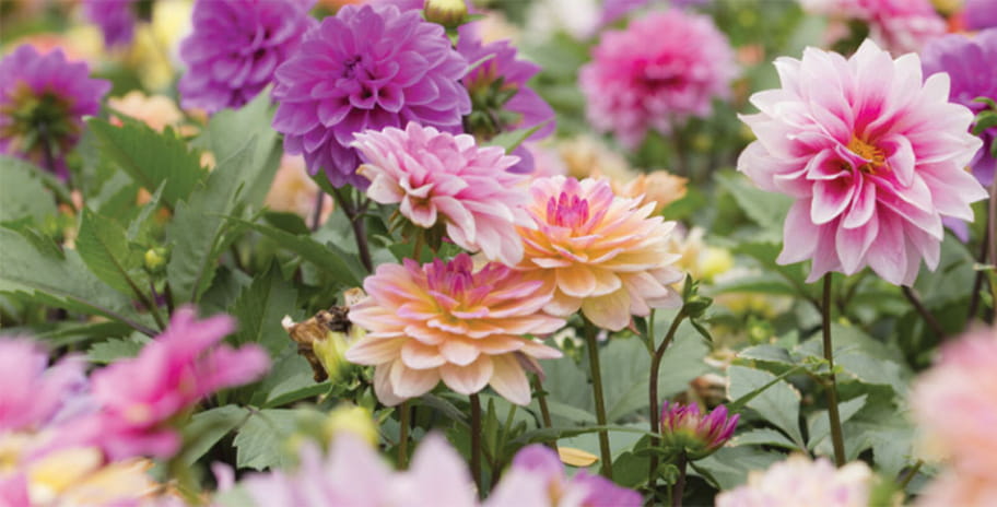 close up of dahlias growing outside in a variety of pink hues
