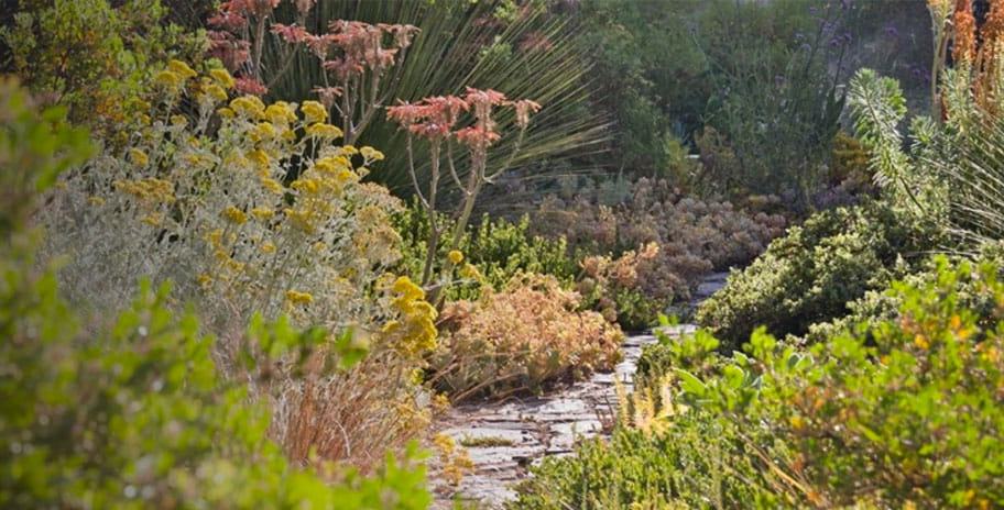 Mediterranean and California native plants in a drought-tolerant garden.