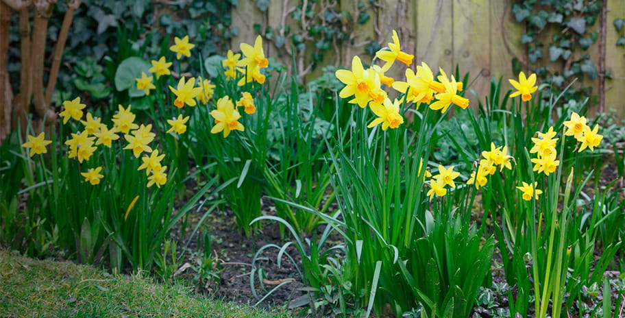 Flowering Daffodils in a garden in Spring