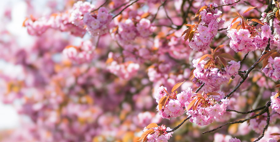 A busy picture filled with cherry blossom