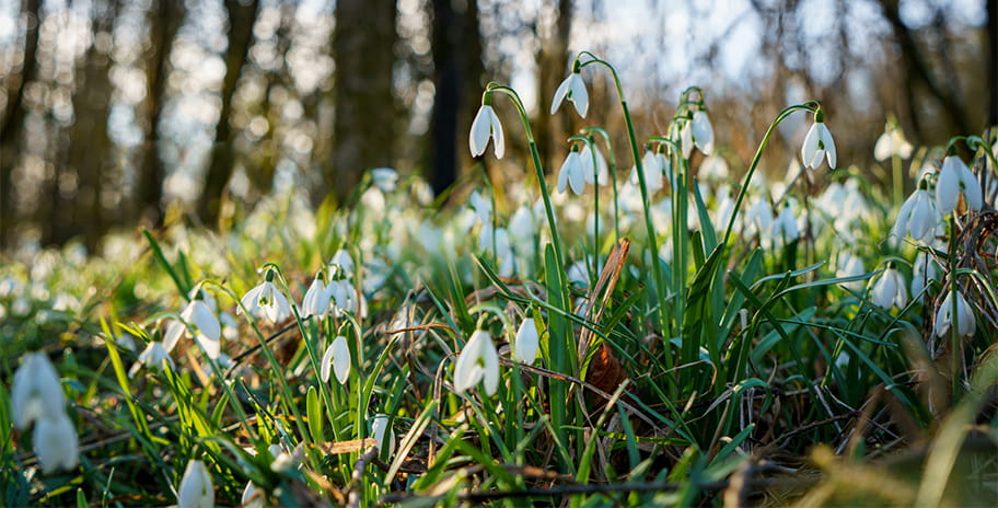 Snowdrops in a sunny patch