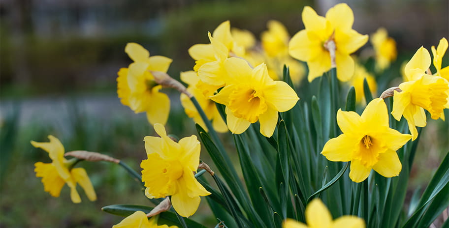 Bright yellow daffodils in a garden