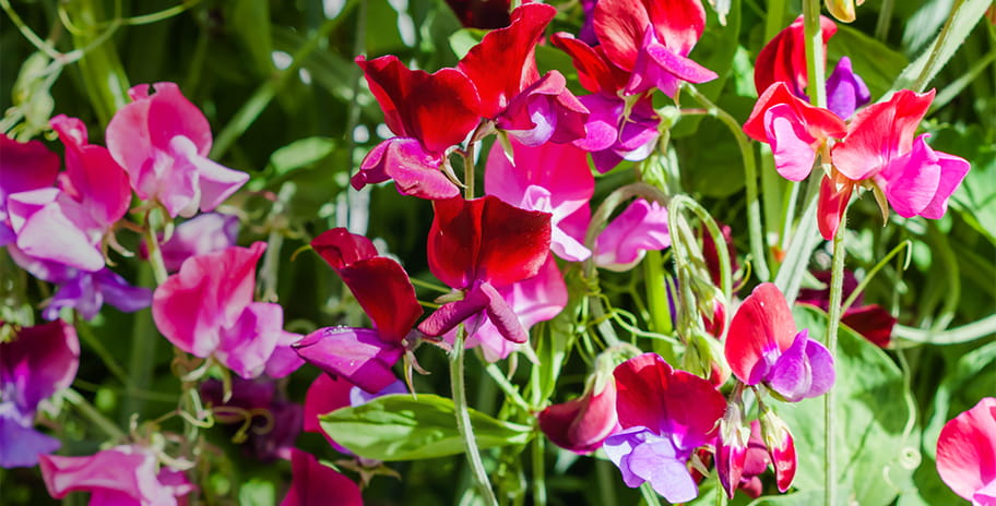 Vibrant pink sweet peas in a garden