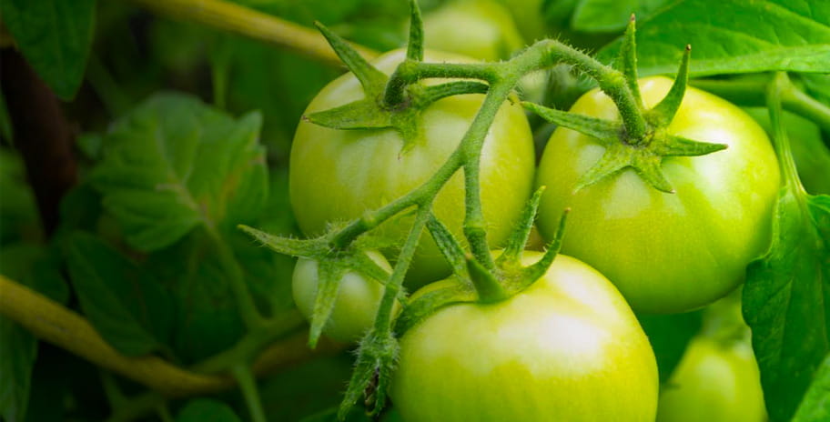 Green tomatoes need warmth for them to ripen towards the end of the season
