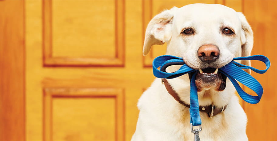 Labrador retriever with a blue leash in its mouth in front of a wooden door waiting for its walk