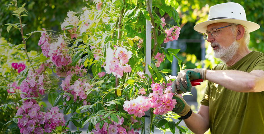 Man deadheading roses