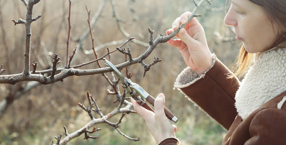 A woman snipping a tree branch