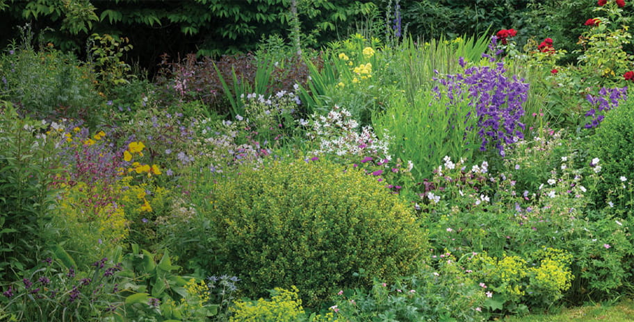 A garden with flowers in bloom