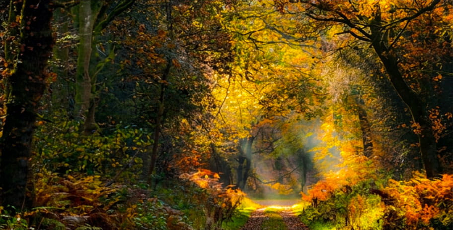 A walk path in an auntumn forest