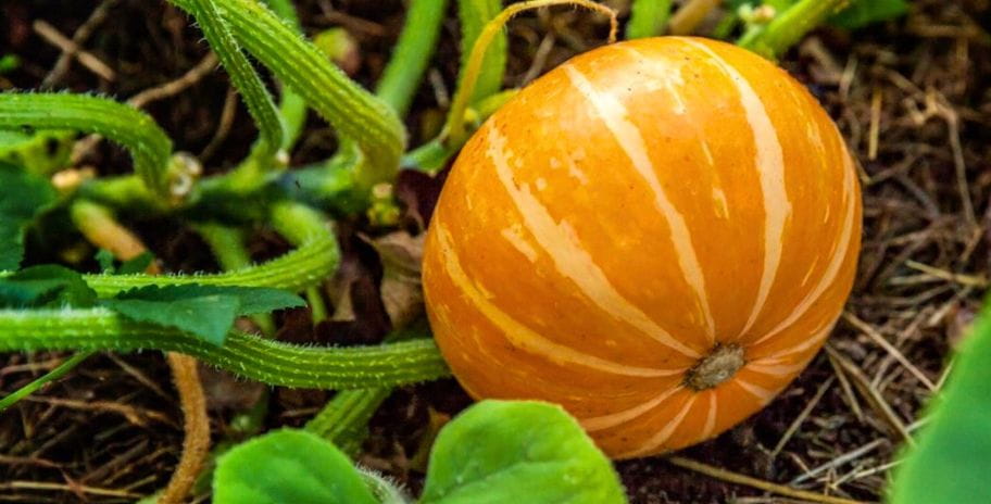 A large Gourd on the ground surrounded by leaves
