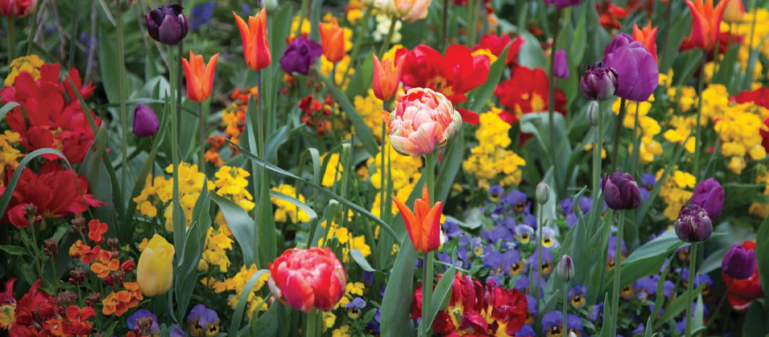 A border filled with blooming and colourful spring bulbs