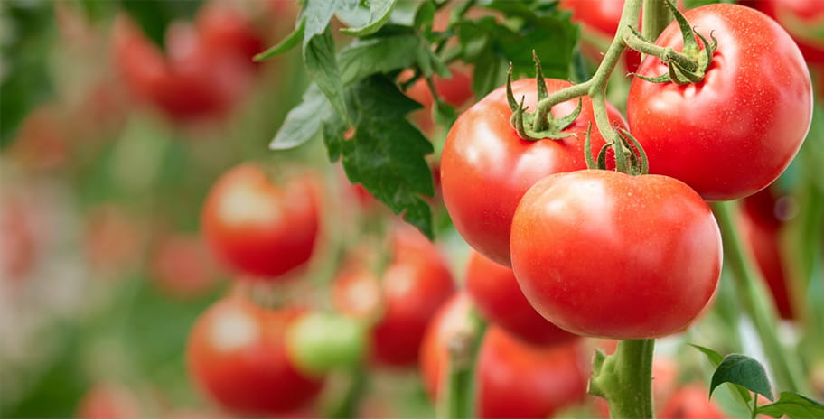 A closeup of tomatoes
