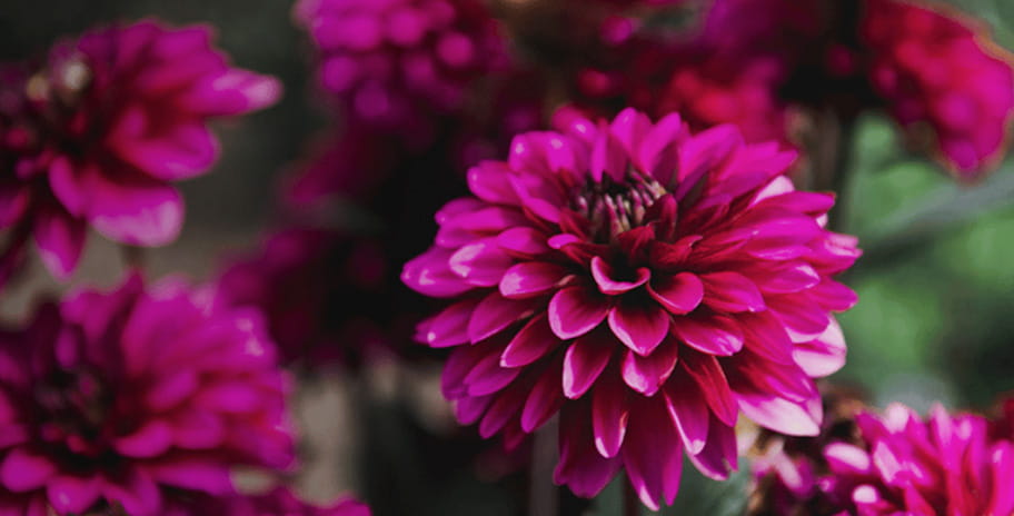 Close up image of vibrant pink flowers in a garden
